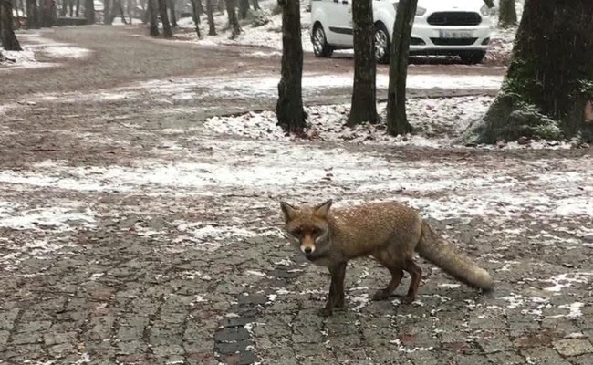 Türkiye'nin kara kışla mücadelesi